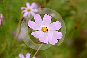 Cosmos flower in garden