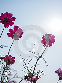 Cosmos flower in garden