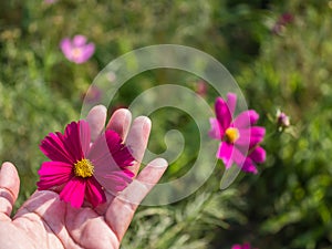 Cosmos flower in garden