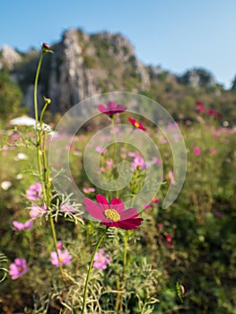 Cosmos flower in garden