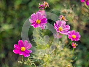 Cosmos flower in garden