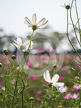 Cosmos flower in garden