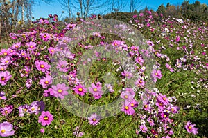 Cosmos Flower Garden