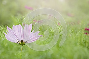 Cosmos flower in the garden