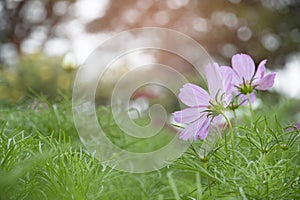 Cosmos flower in the garden