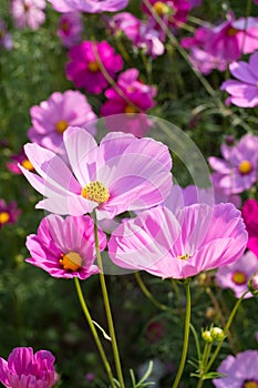 Cosmos Flower in garden