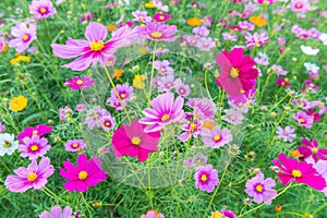 Cosmos flower in the garden