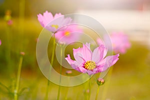 cosmos flower in the garden and morning sunlight