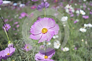 Cosmos Flower Garden Thung Siri