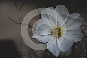 Cosmos flower in the garden, vintage color tone, selective focus