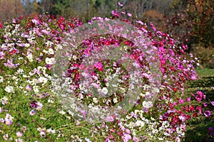 Cosmos Flower Graden in Maine