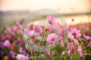 The Cosmos flower of grassland