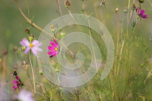 Cosmos flower in green field