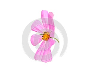Cosmos flower head isolated on white