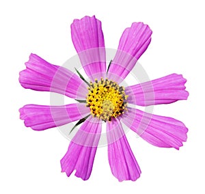 Cosmos flower isolated