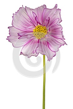 cosmos flower isolated