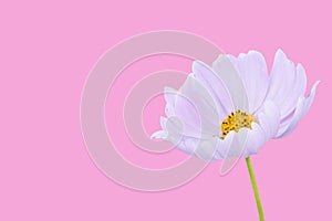 Cosmos flower isolated on pink background - clipping paths