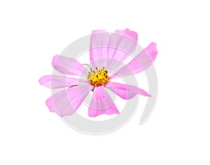 Cosmos Flower Isolated on White Background
