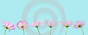 Cosmos flower isolated on white background - clipping paths