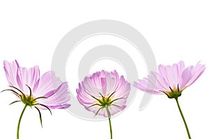 Cosmos flower isolated on white background - clipping paths