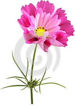 Cosmos flower mesh