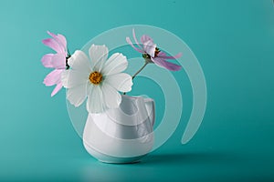Cosmos flower milk jug on aqua color background