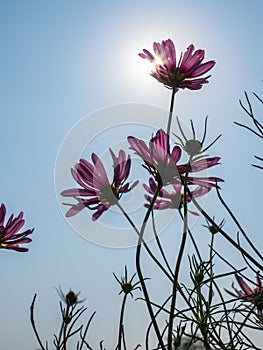 Cosmos flower in natural field