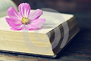 Cosmos flower on the open book