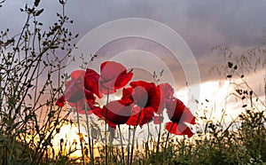 Cosmos flower Papaver rhoeas and sky sunlight at sunset