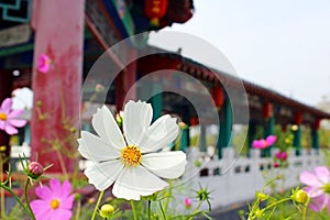 Cosmos flower by the park