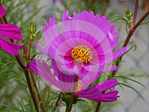 Cosmos Flower Purple with Yellow Center