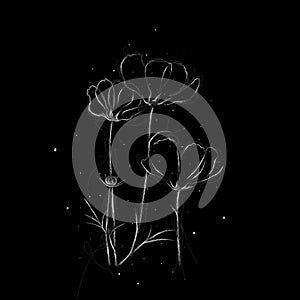 cosmos flower sketch on black background