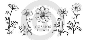 Cosmos flower sketch 1