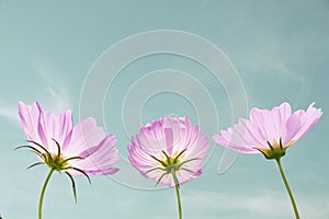 Cosmos flower with sky background