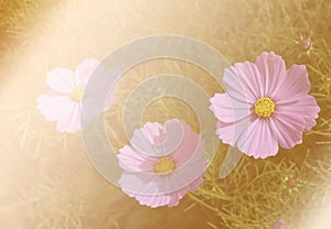 Cosmos flower