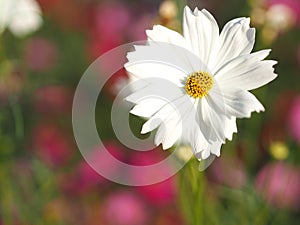 Cosmos flower springtime in garden, white color on blurred of nature background