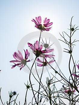 Cosmos flower with sun ray