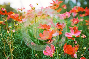 Cosmos flower with sunlight