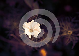 Cosmos flower. Toned image.