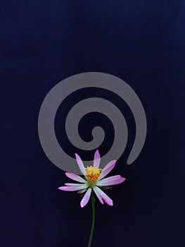 Cosmos flower tropis