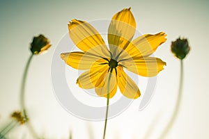 Cosmos Flower and Two Wilted Stalks