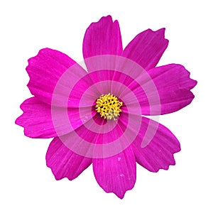 Cosmos flower