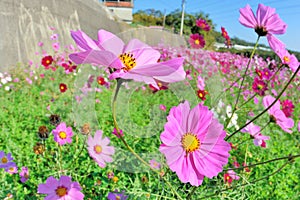 Cosmos flower