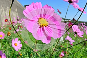 Cosmos flower