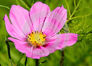 Cosmos flower with yellow centre.