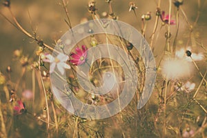 Cosmos flower in yellow field