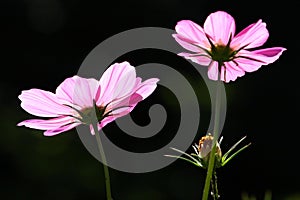 Cosmos flowers