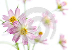 Cosmos flowers