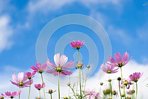 Cosmos flowers