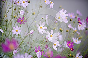 Cosmos flowers